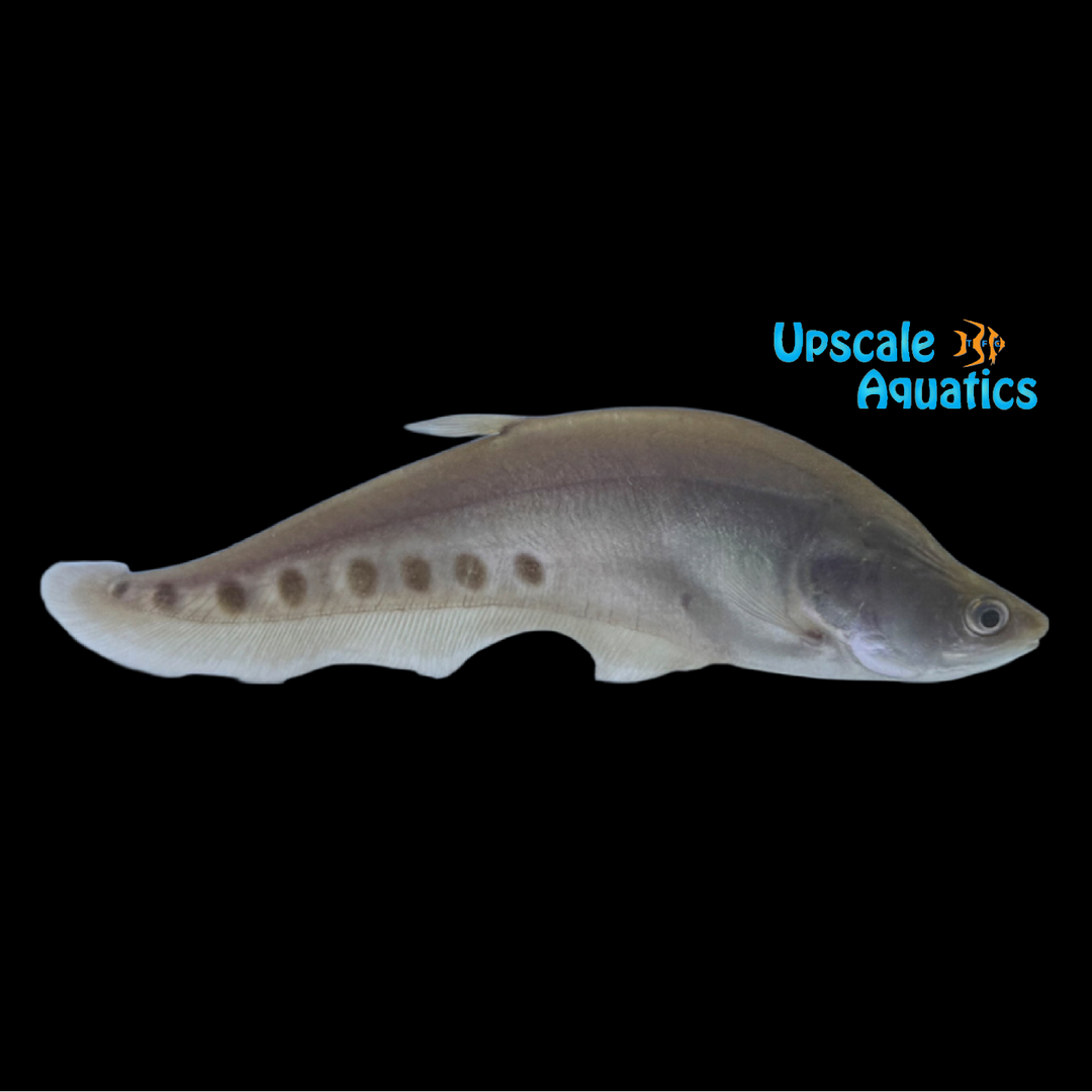 Albino Gold Clown Knifefish (Chitala ornata)