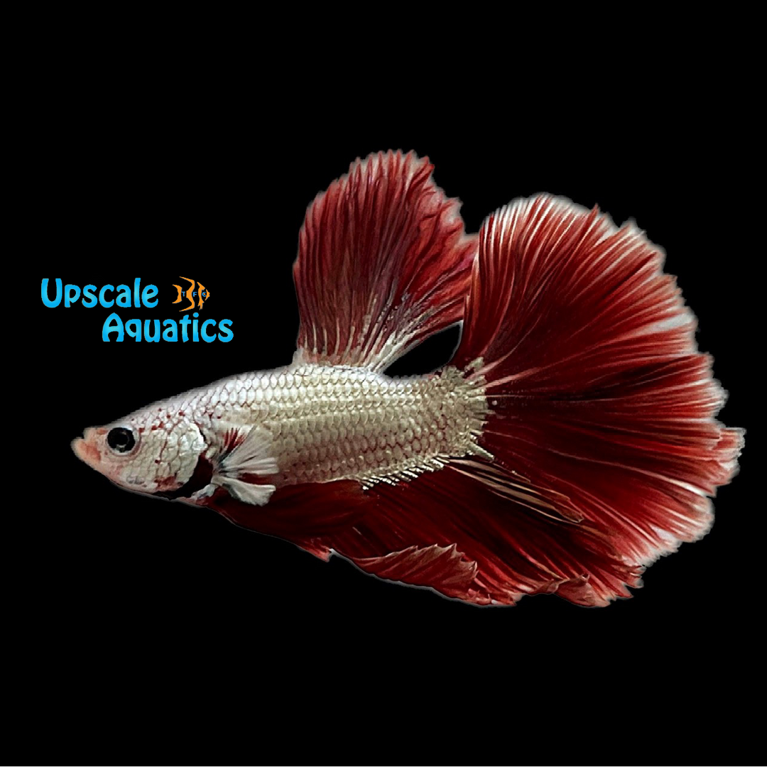Red Dragon Halfmoon Betta - Male (Betta splendens)