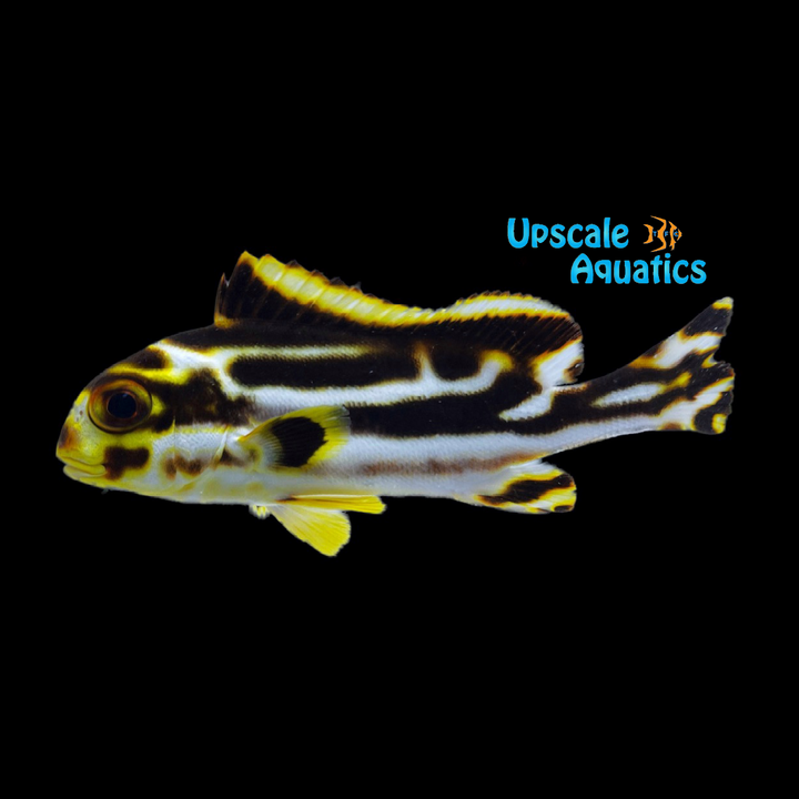 Oriental Sweetlips (Plectorhinchus vittatus)