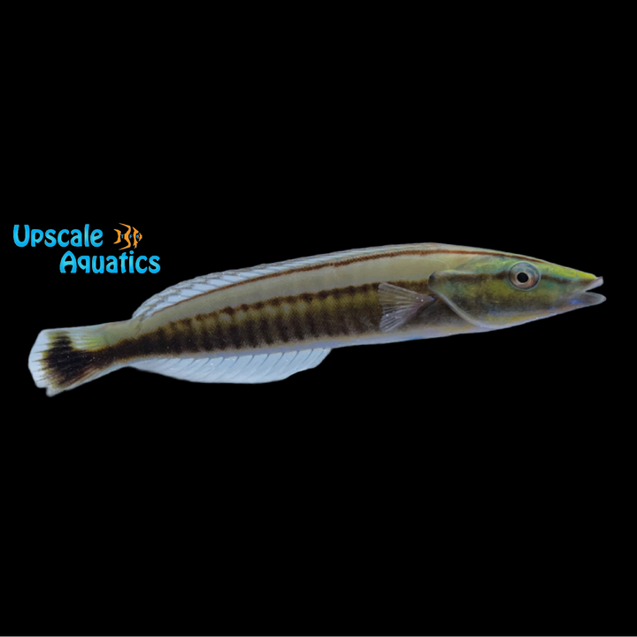 Pastel Ring Wrasse (Hologymnosus doliatus)