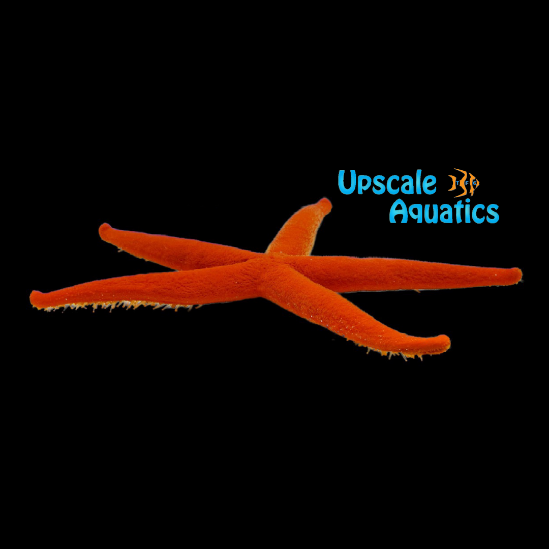 Orange Linckia Starfish (Linckia sp.)
