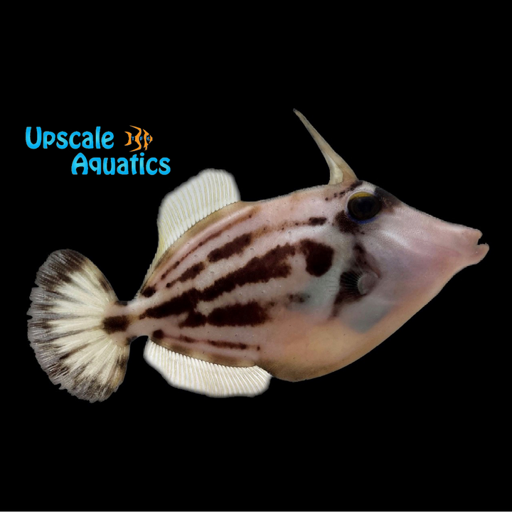 Spectacled Filefish (Cantherhines fronticinctus)