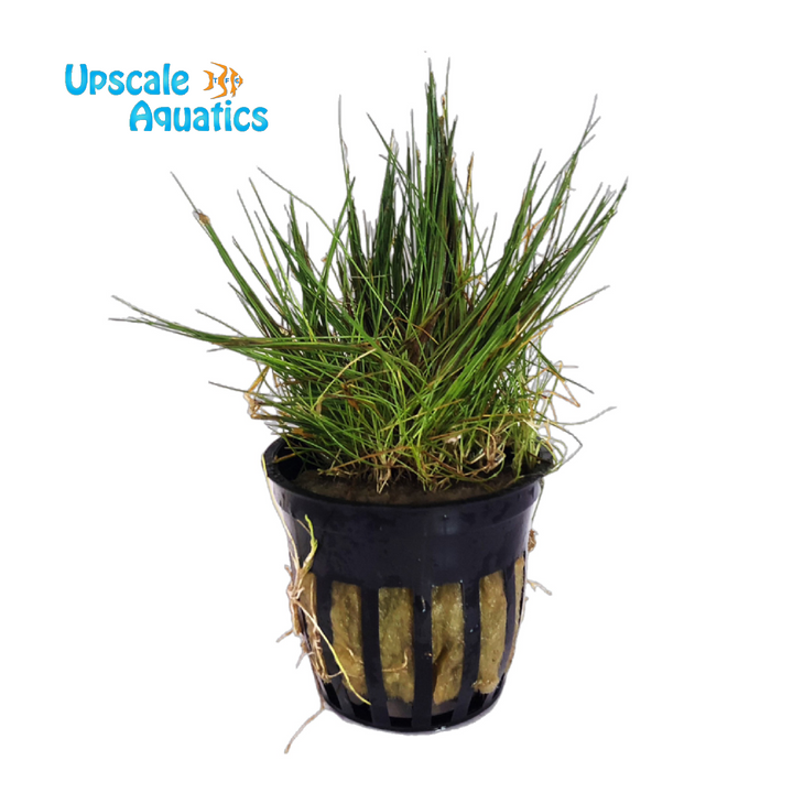 Dwarf Hairgrass (Eleocharis parvula dwarf)