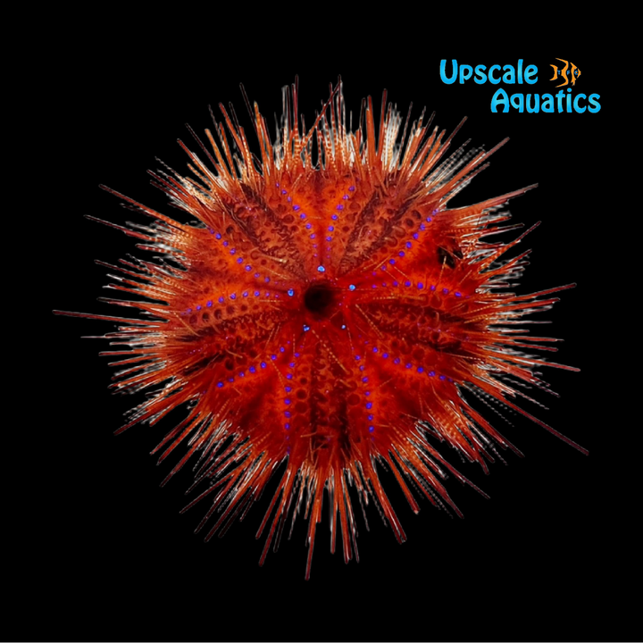 Rainbow Fire Urchin (Astropyga radiata)
