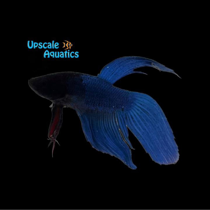 Assorted Veiltail Betta - Male (Betta splendens)