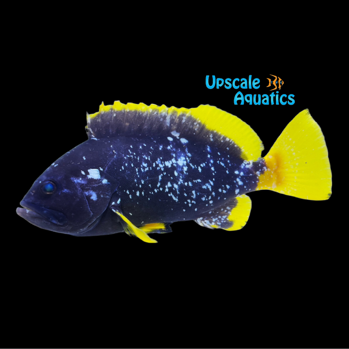 Speckled Blue Grouper (Epinephelus flavocaeruleus)