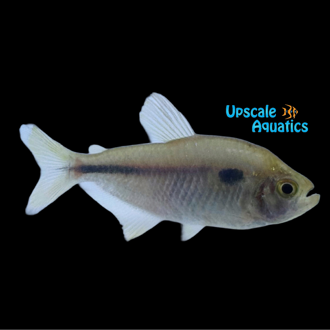 Napo Tetra (Moenkhausia naponis)