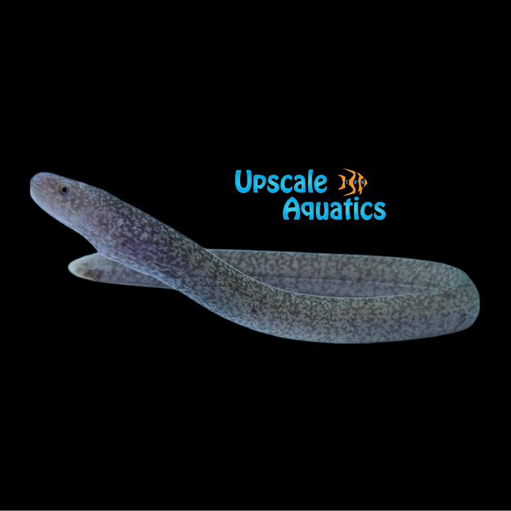Tidepool Snake Moray Eel (Uropterygius micropterus)