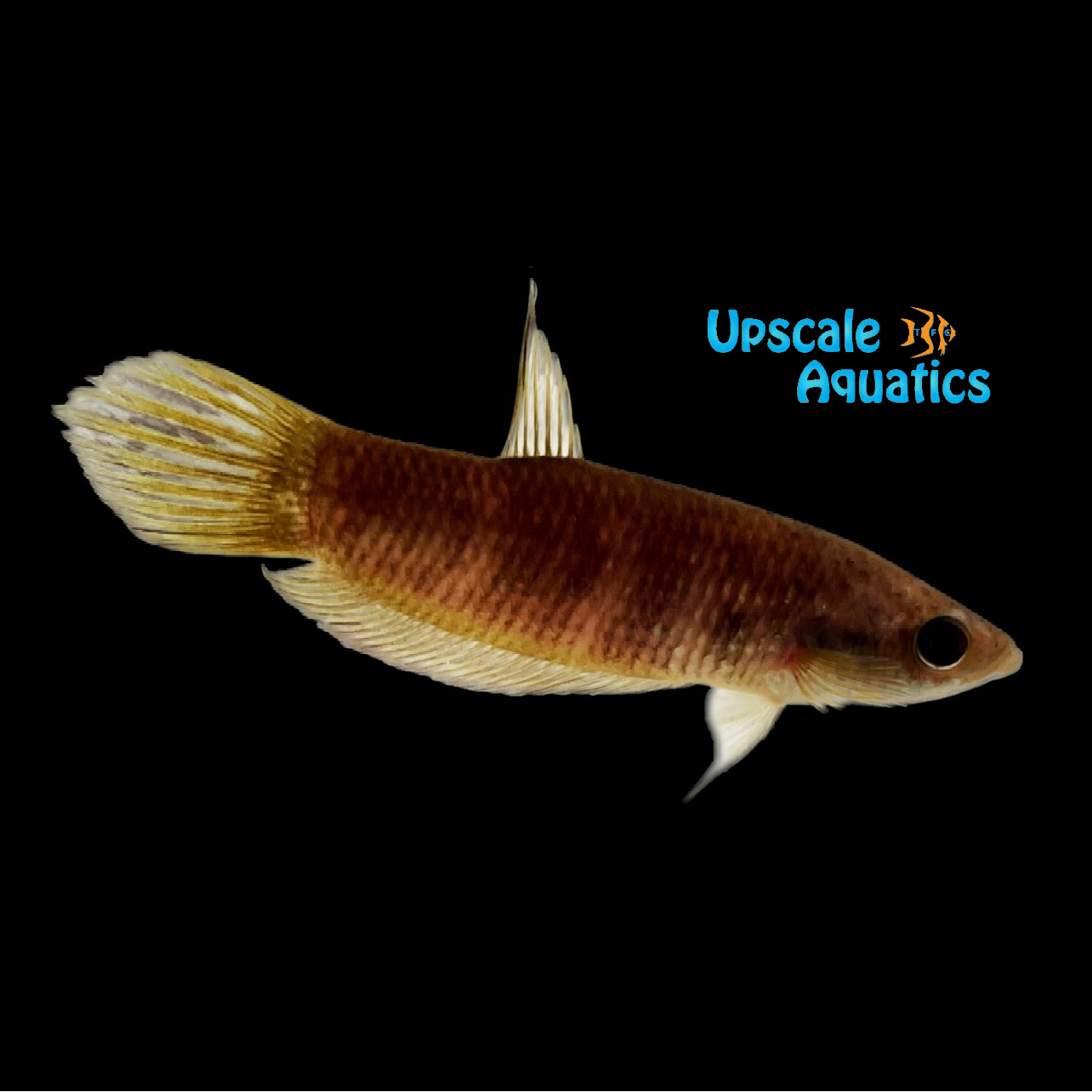 Betta Pi Pi Betta (Betta pi) – Upscale Aquatics