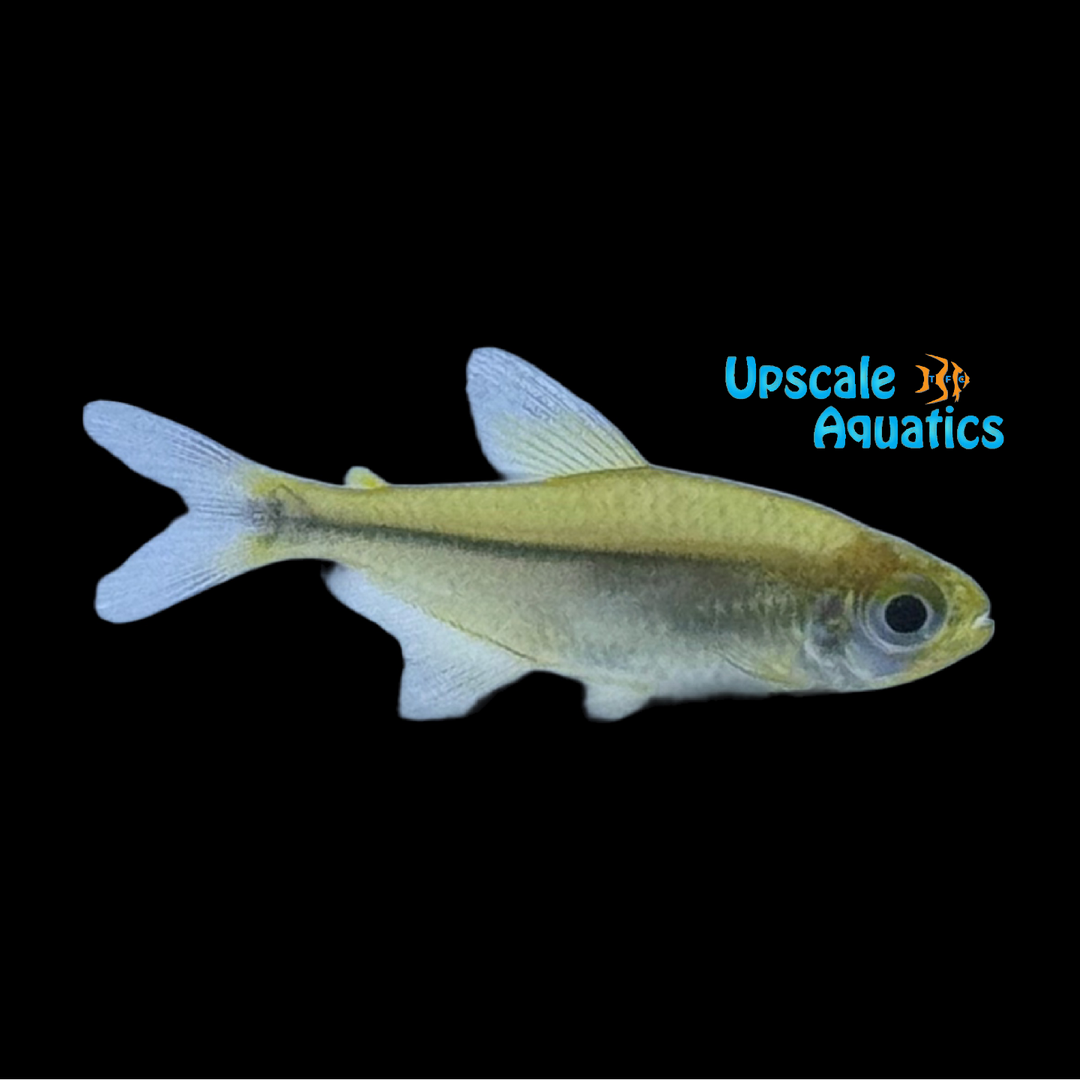 Jalapao Red Tail Tetra (Hemigrammus sp. 'Jalapao')