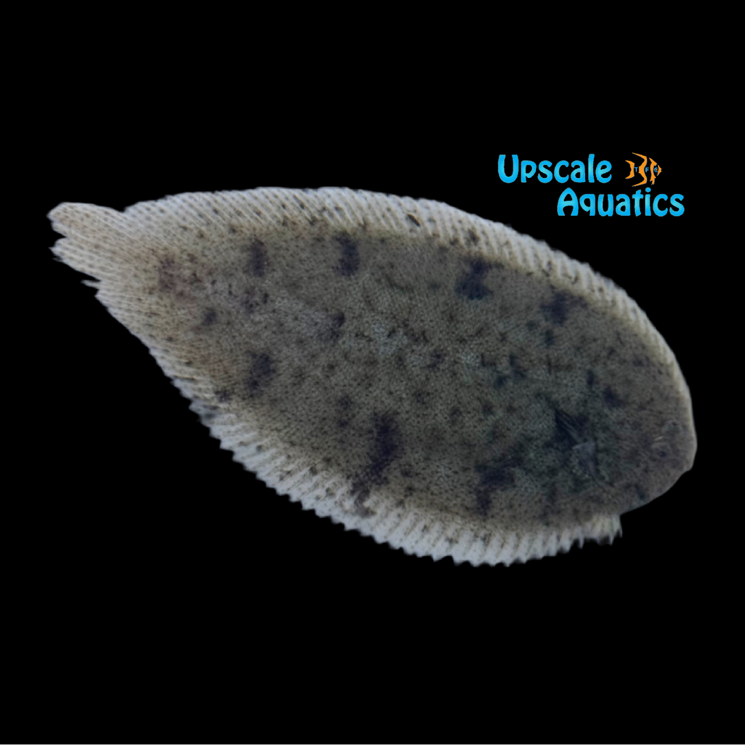 Indian Freshwater Flounder (Euryglossa panoides)