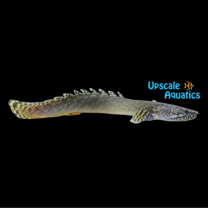 Ornate Bichir (Polypterus ornatipinnis)