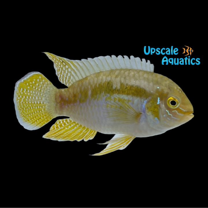 Dwarf Flag Cichlid (Laetacara curviceps)