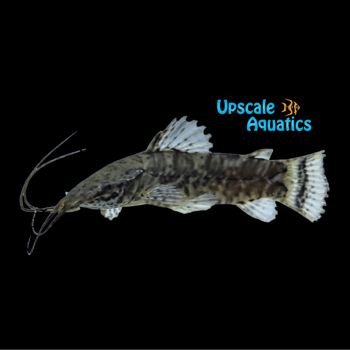 Tail Bar Hoplo Catfish (Megalechis picta)