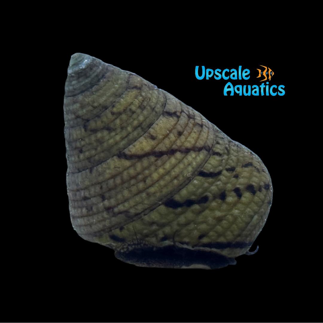 Black Banded Tegula Snail (Tegula pellisserpentis)