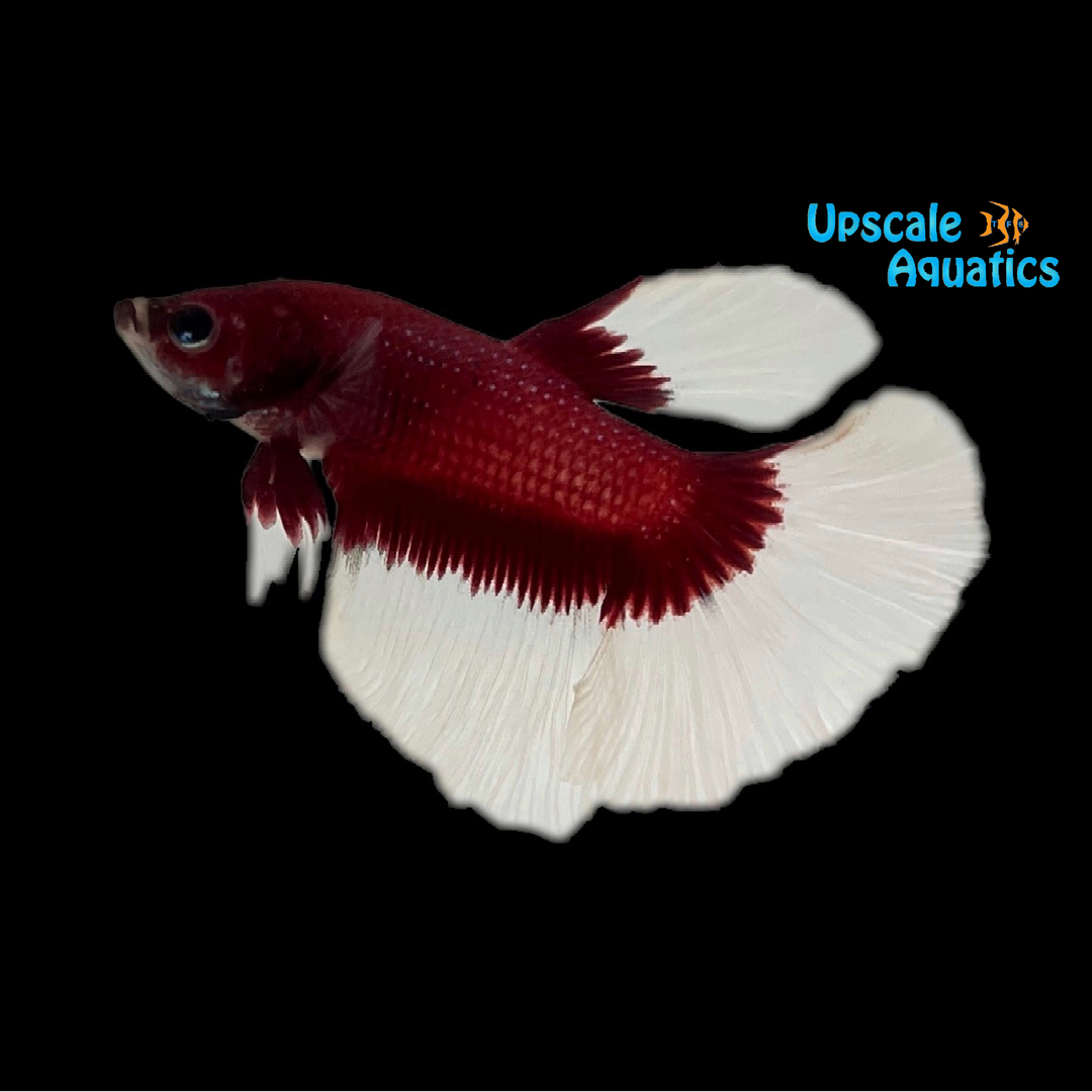 Red Butterfly Halfmoon Betta - Male (Betta splendens)
