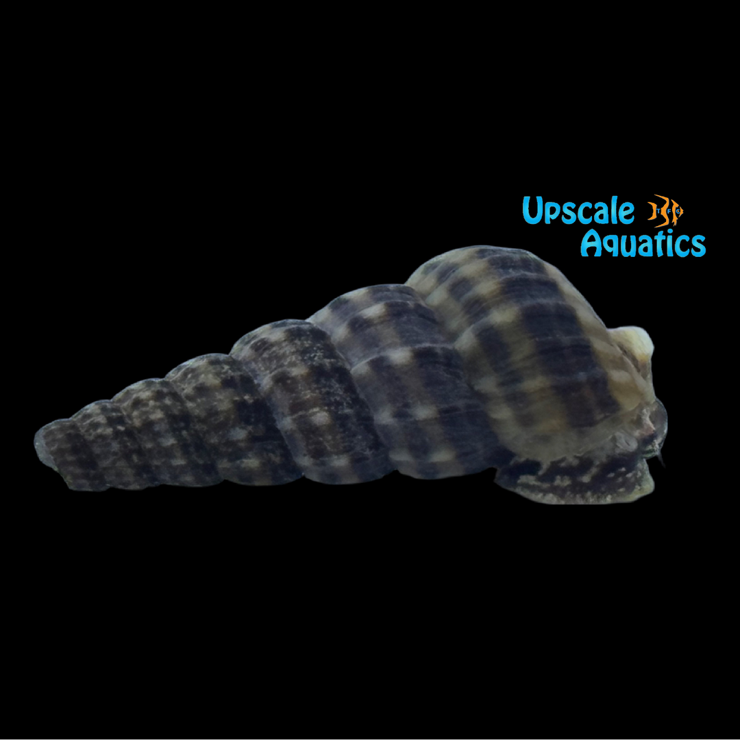 Sulawesi King Rabbit Snail (Tylomelania sp.)
