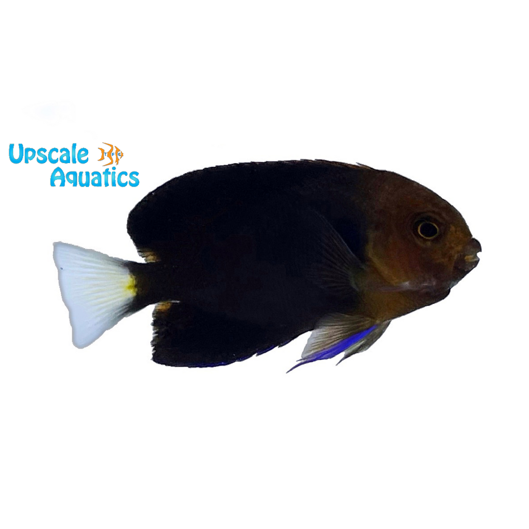 Yellowtail Pygmy Angelfish (Centropyge flavicauda)