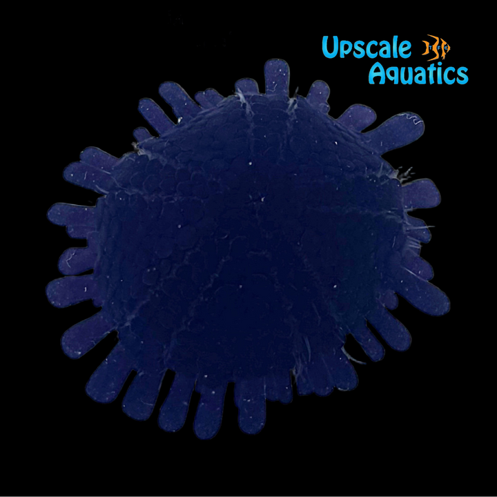 Shingle Urchin (Colobocentrotus atratus)