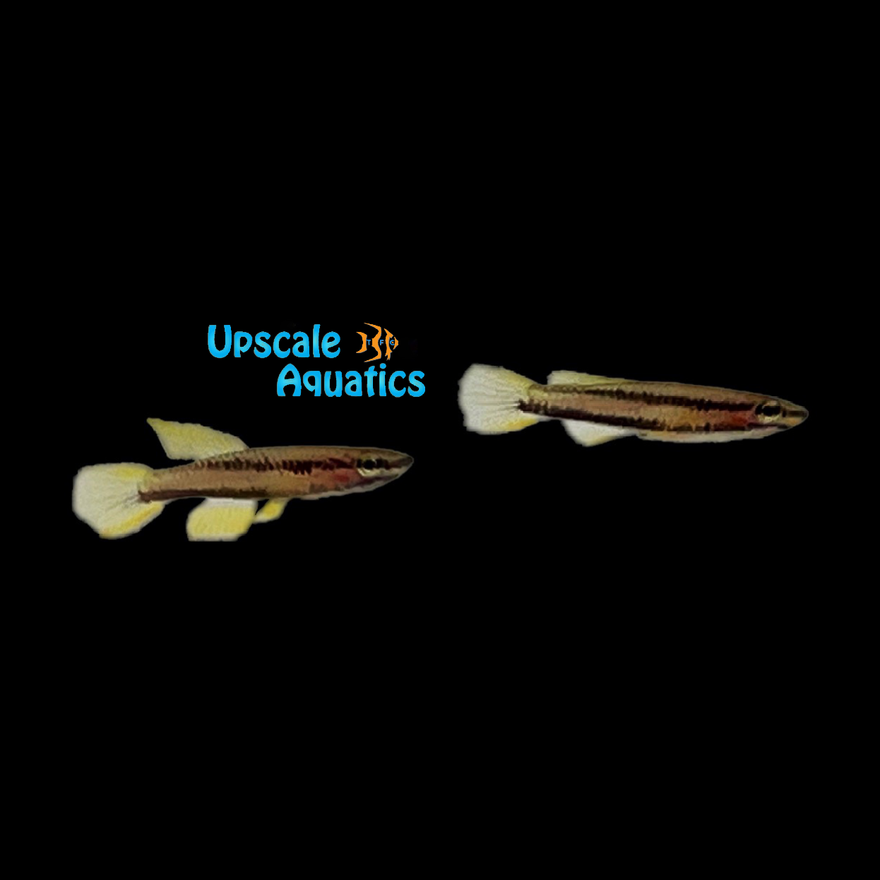 Koungueense Killifish (Chromaphyosemion koungueense) – Upscale Aquatics