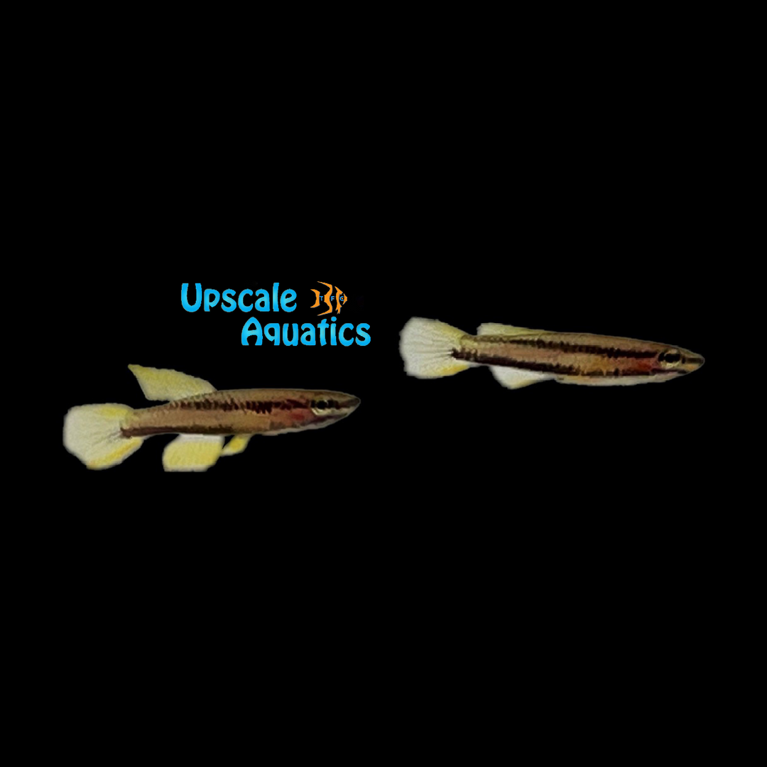 Koungueense Killifish (Chromaphyosemion koungueense)
