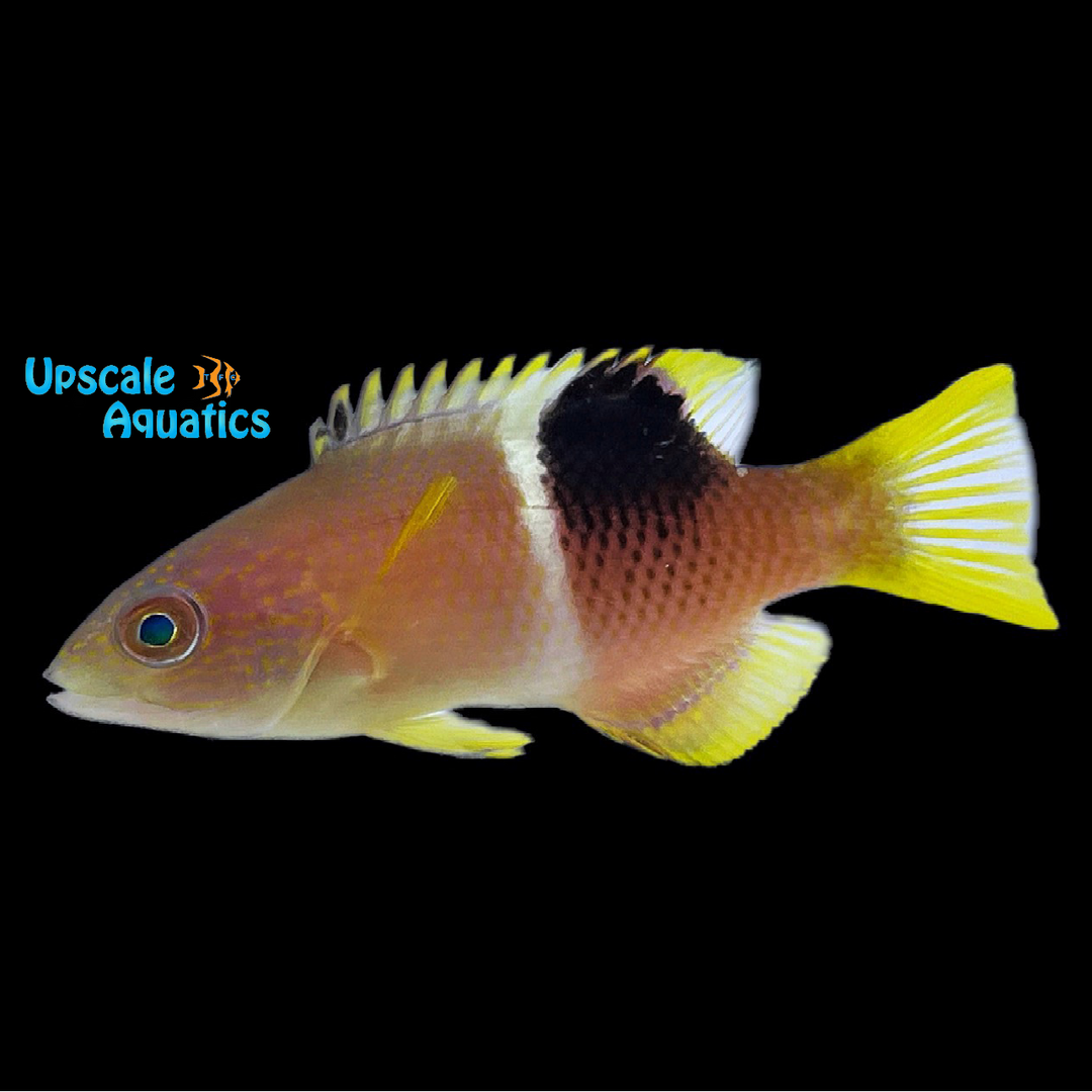 Golden Spot Hogfish (Bodianus perditio)