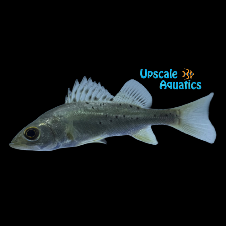 Japanese Spotted Bass (Lateolabrax maculatus)