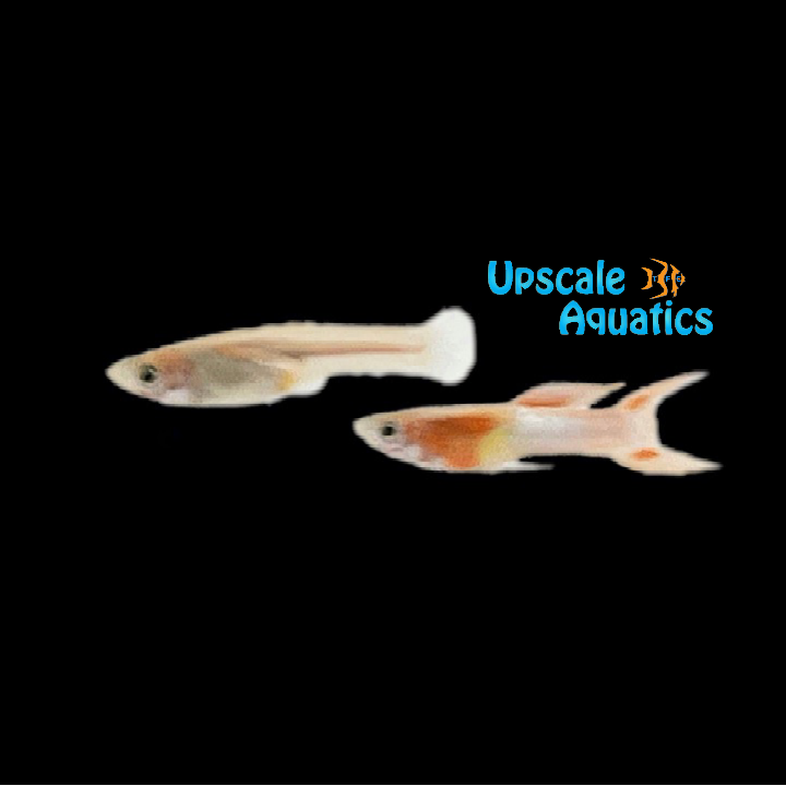 Japan Blue Double Sword Guppy (Poecilia reticulata)