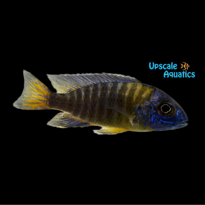Blue Neon Peacock (Aulonocara stuartgranti blue neon undu reef)