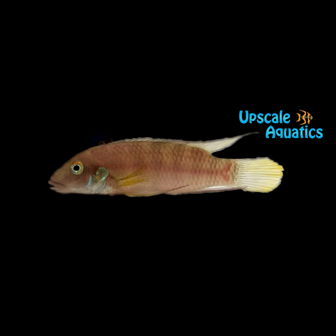 Red Lipped Kribensis (Wallaceochromis rubrolabiatus 'Dubreka')