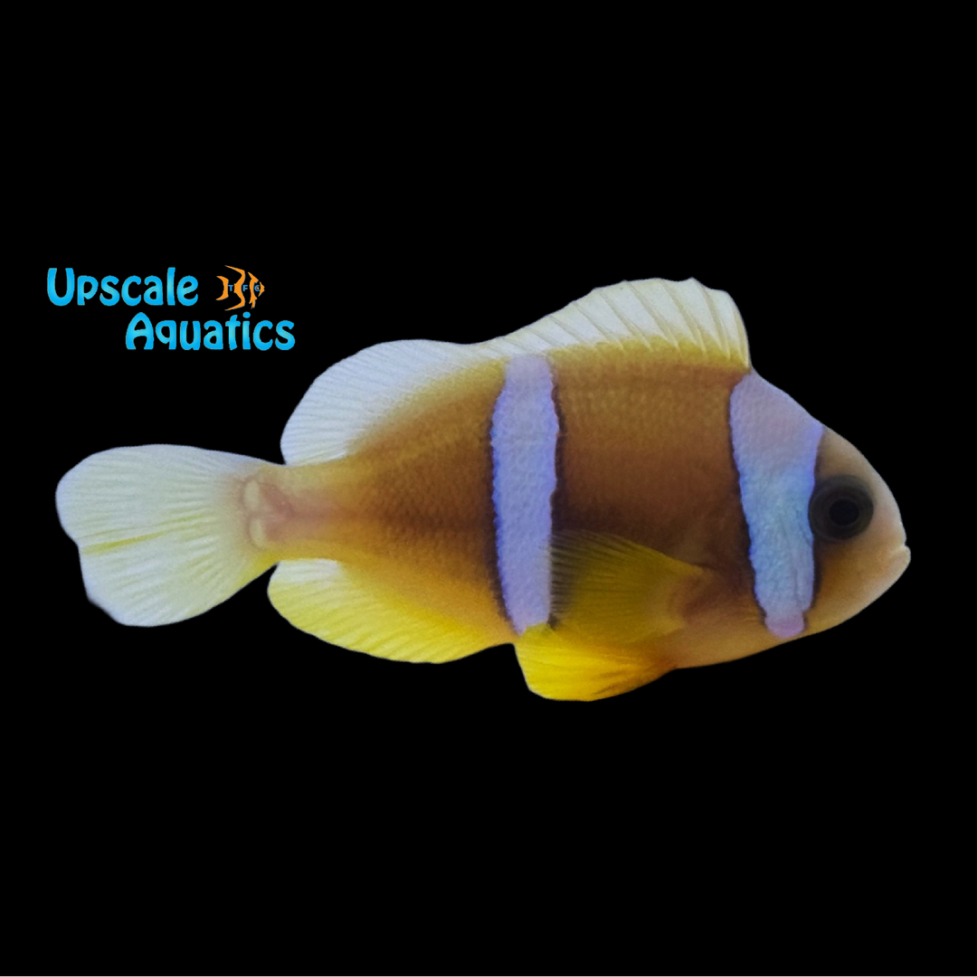 Allardi Clownfish - Captive Bred (Amphiprion allardi)