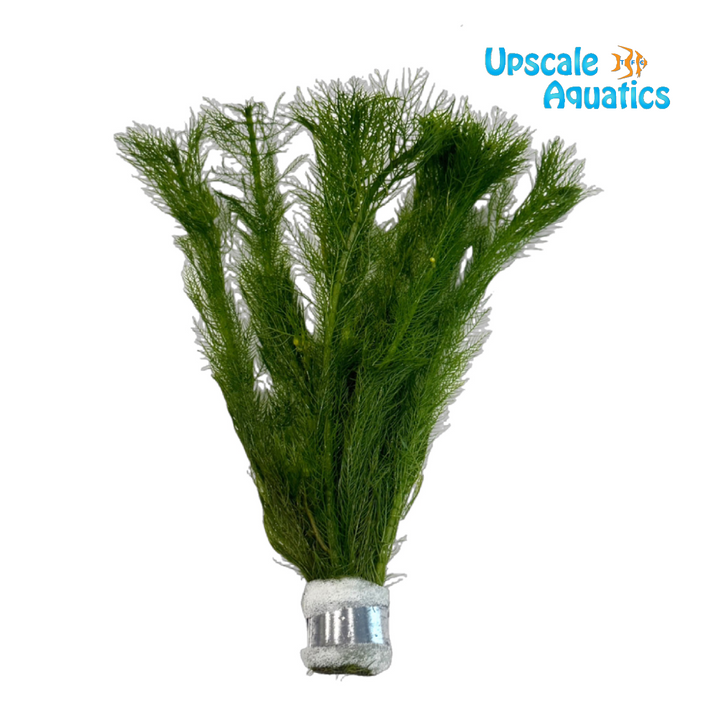 Myriophyllum Mattogrossense 'Green'