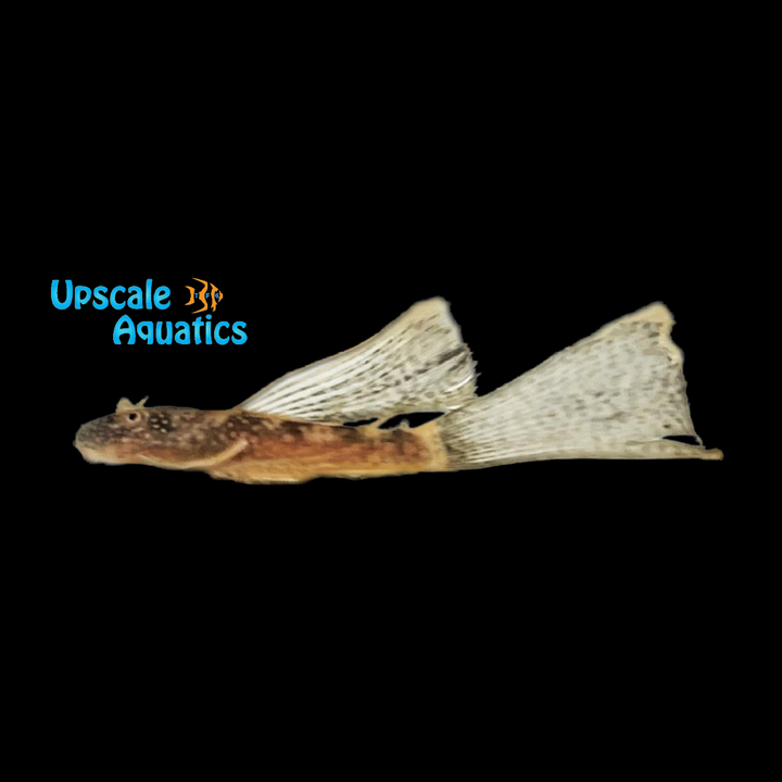 Longfin Red Calico Bristlenose Pleco (Ancistrus sp.)