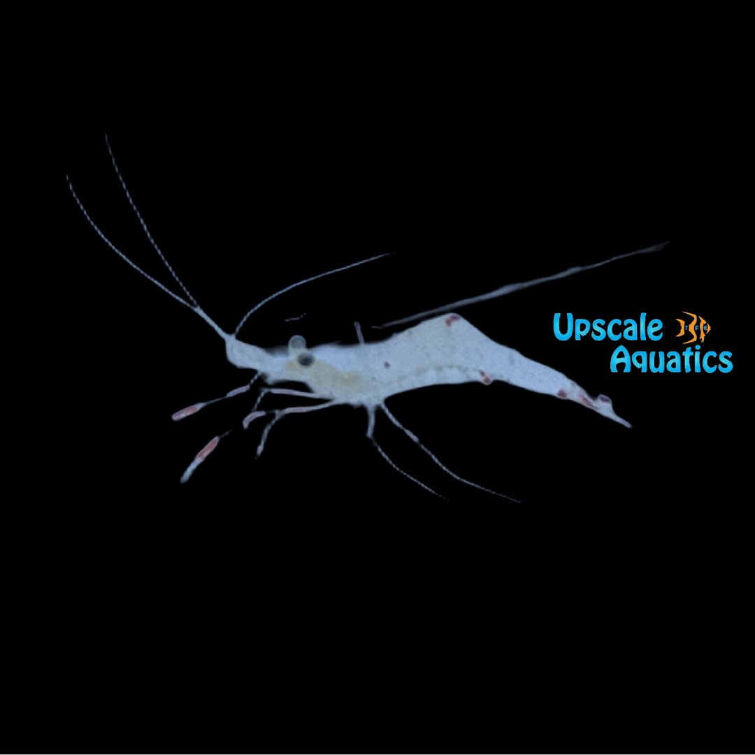 Anton Bruun's Cleaner Shrimp (Urocaridella antonbruunii)