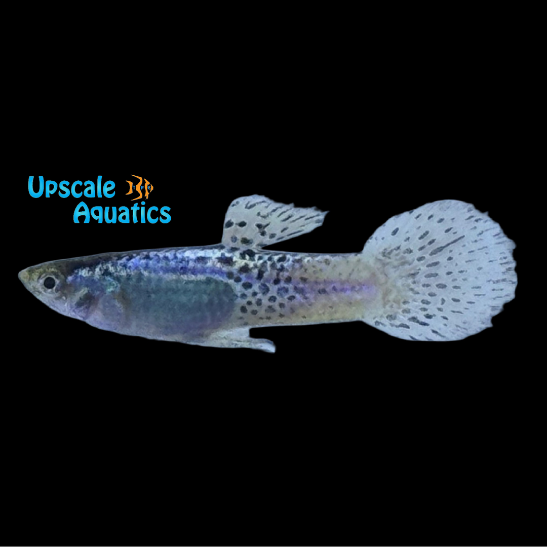 Purple Light Cobra Guppy (Poecilia reticulata)