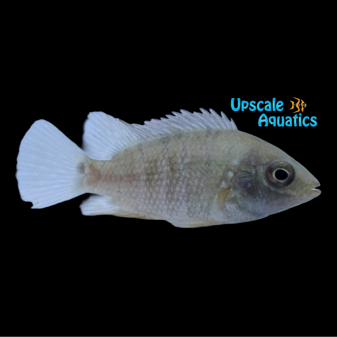 Mesoheros Gephyrus