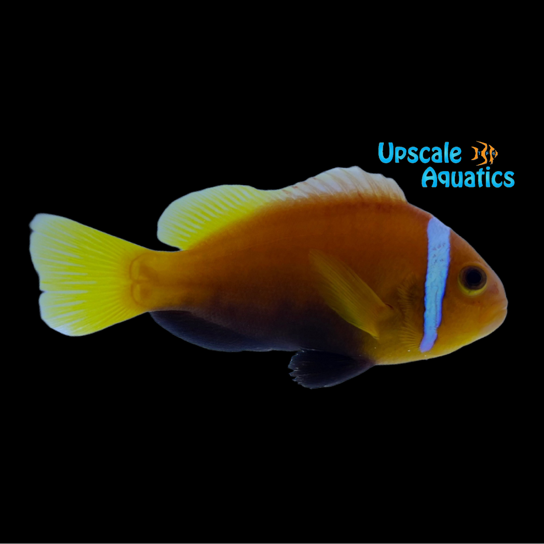 True Rose Skunk Clownfish - Wild (Amphiprion nigripes)