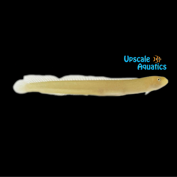Pugjaw Wormfish (Cerdale floridana)