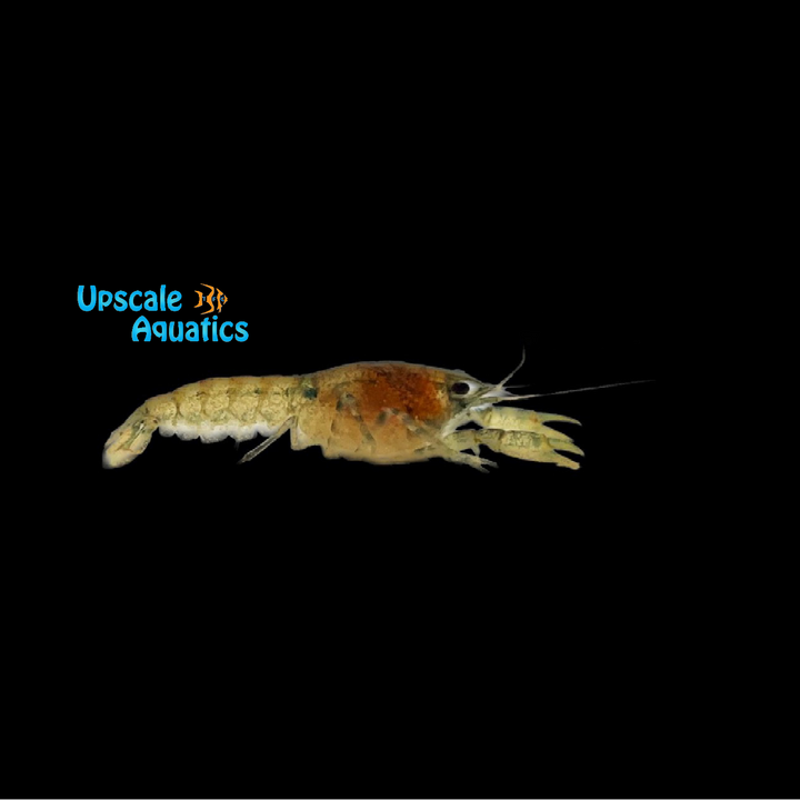 Brazos Dwarf Lobster (Cambarellus texanus)