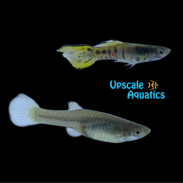 Yellow Tiger Endler's Livebearer (Poecilia wingei)