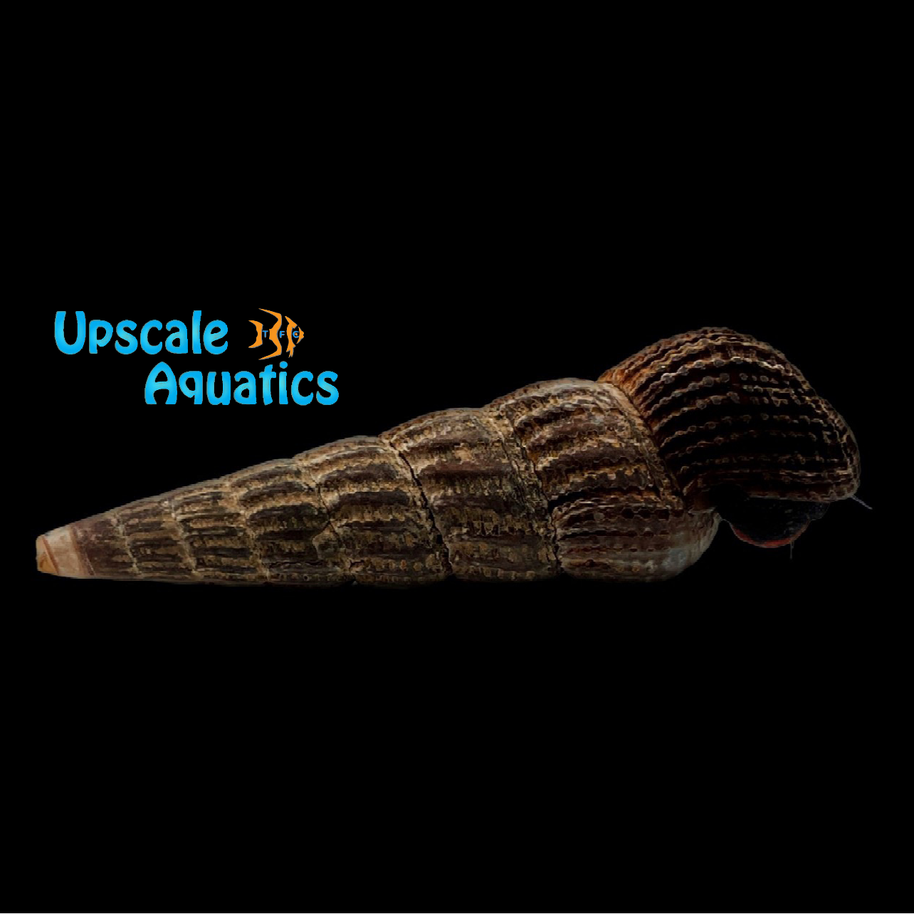 White Spotted Rabbit Snail (Tylomelania sp.) – Upscale Aquatics