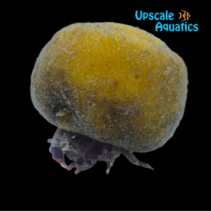 Sponge Hat Crab (Dromia erythropus)