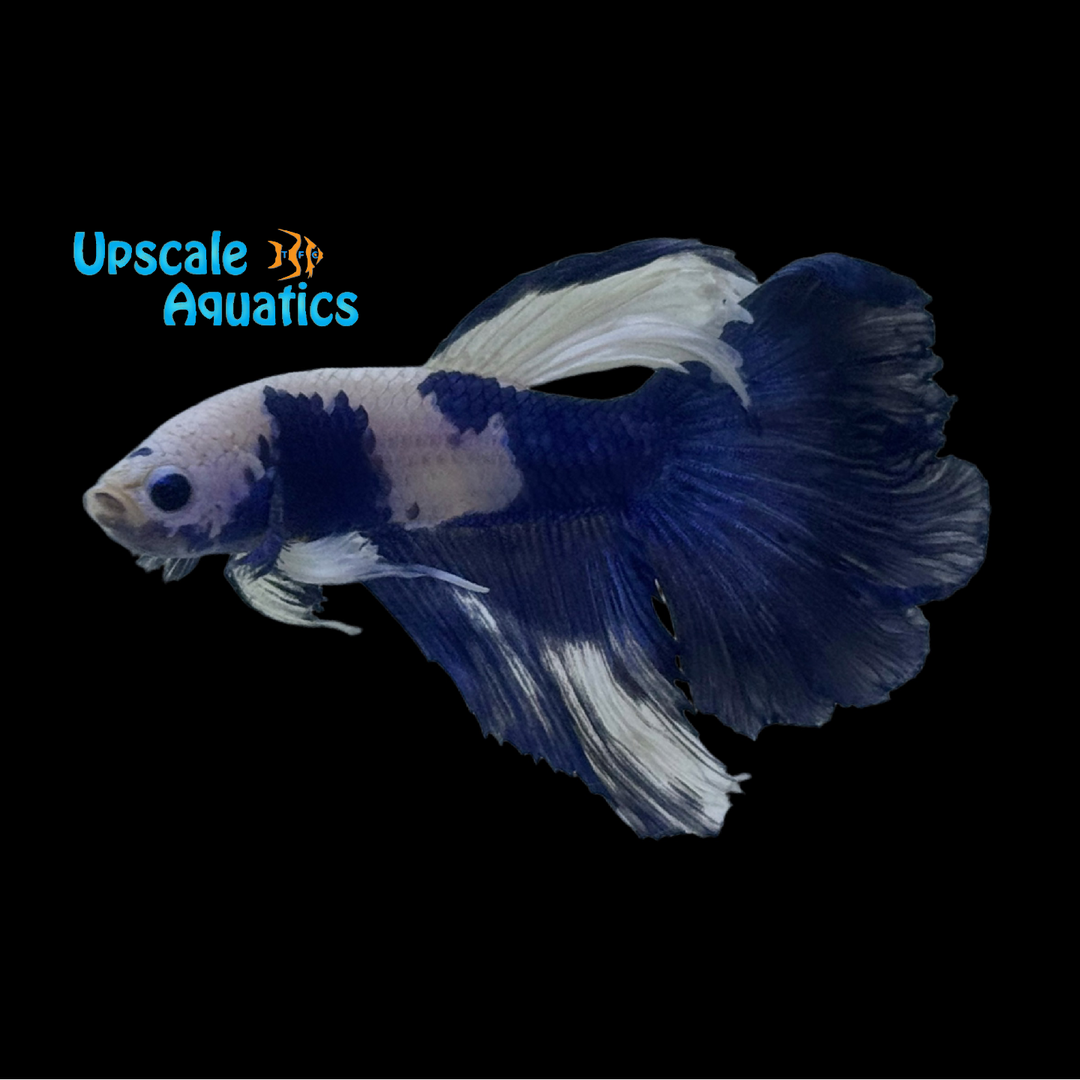 Blue Panda Halfmoon Betta - Male (Betta splendens)