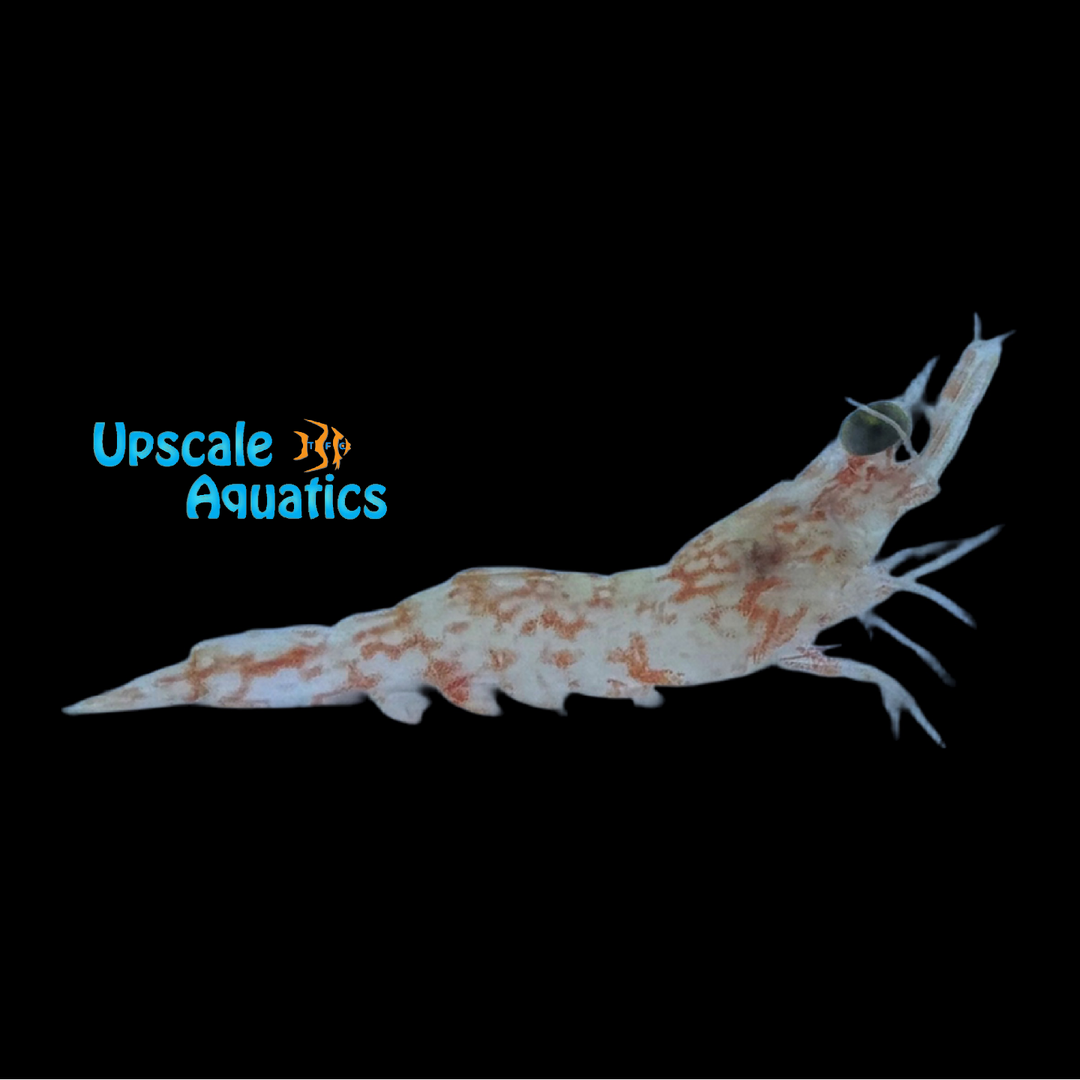 Caribbean Velvet Shrimp (Metapenaeopsis goodei)
