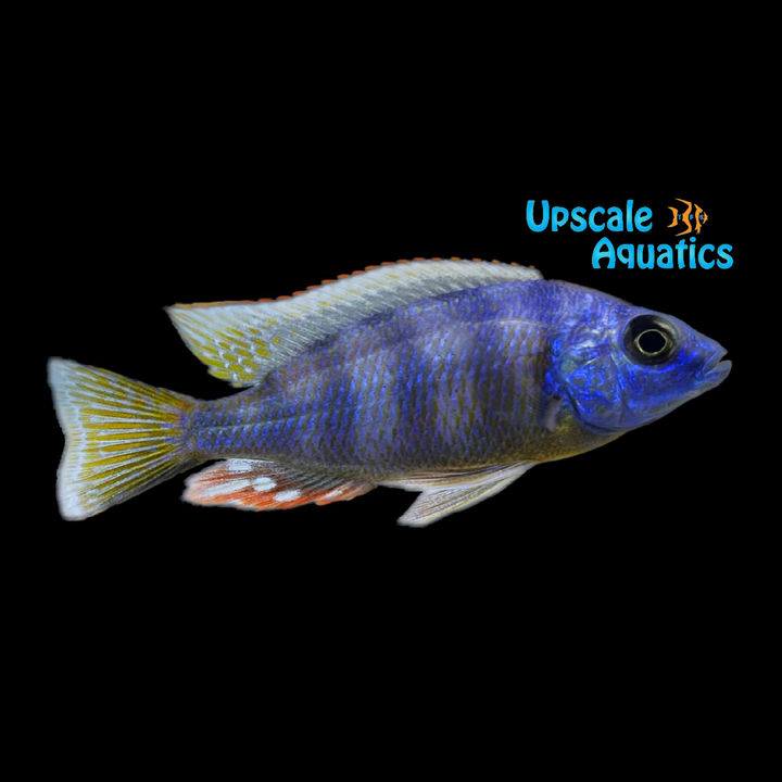 Taiwan Reef (Protomelas sp. 'Steveni Taiwan')
