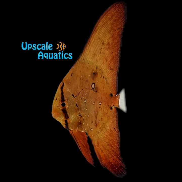 Orbiculate Batfish (Platax orbicularis)