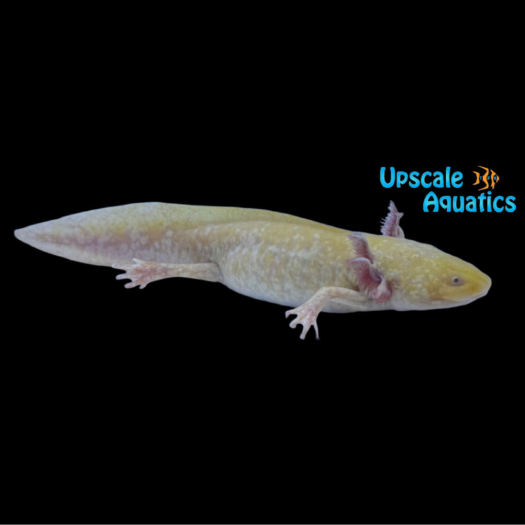 Hypomelanistic Copper Axolotl (Ambystoma mexicanum)