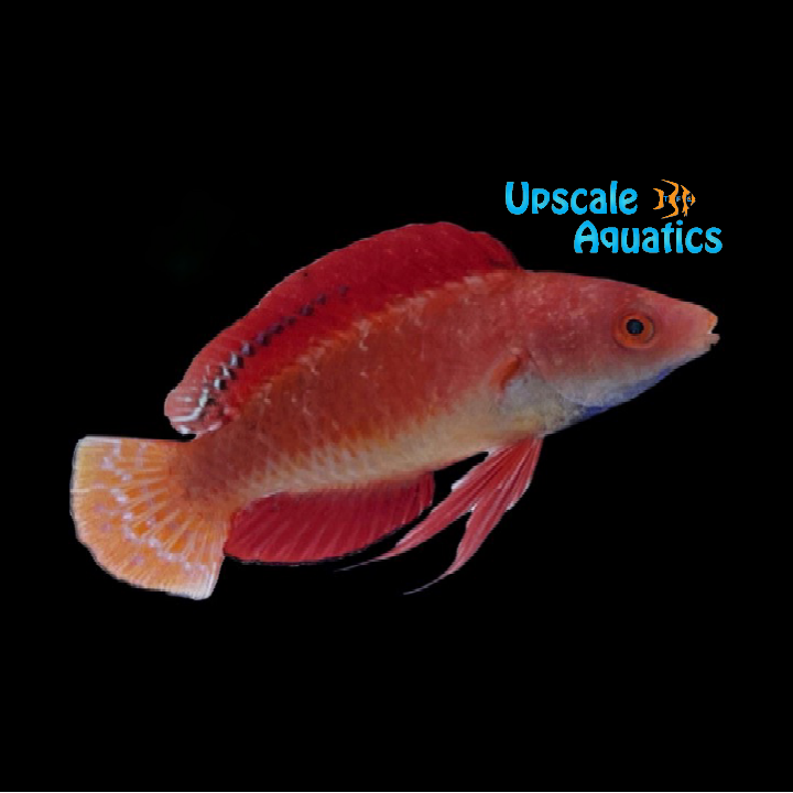 Ruby Finned Fairy Wrasse (Cirrhilabrus rubripinnis)
