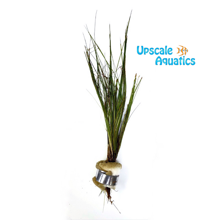 Dwarf Hairgrass (Eleocharis parvula dwarf)