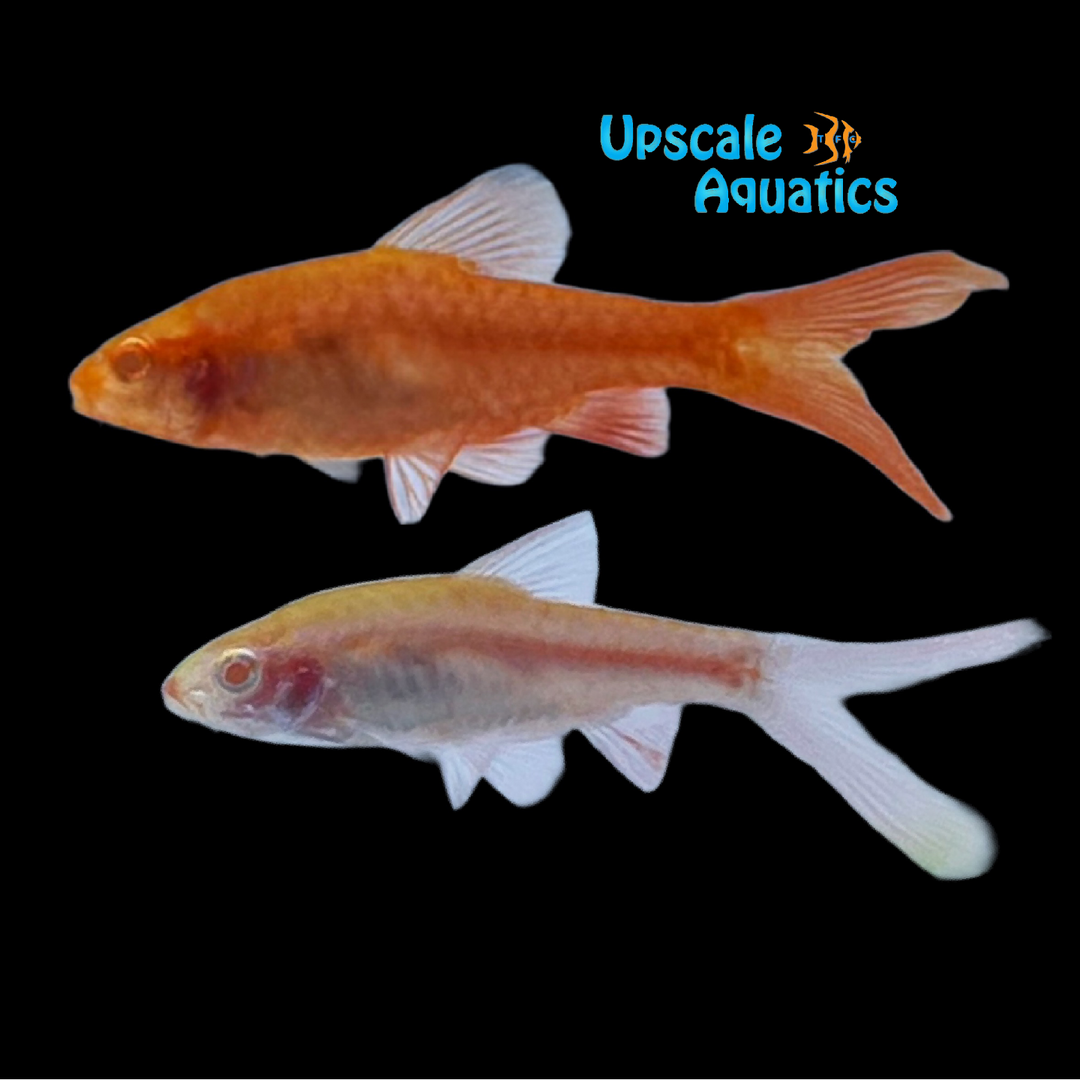 Albino Veiltail Cherry Barb (Puntius titteya)